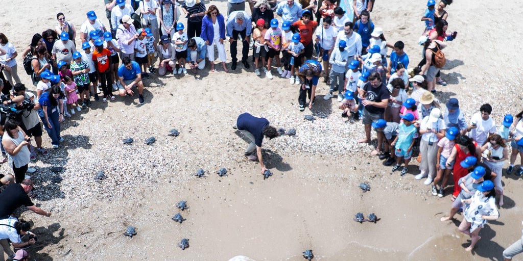 Entran al mar las 21 tortugas nacidas del nido de Valencia del año pasado
