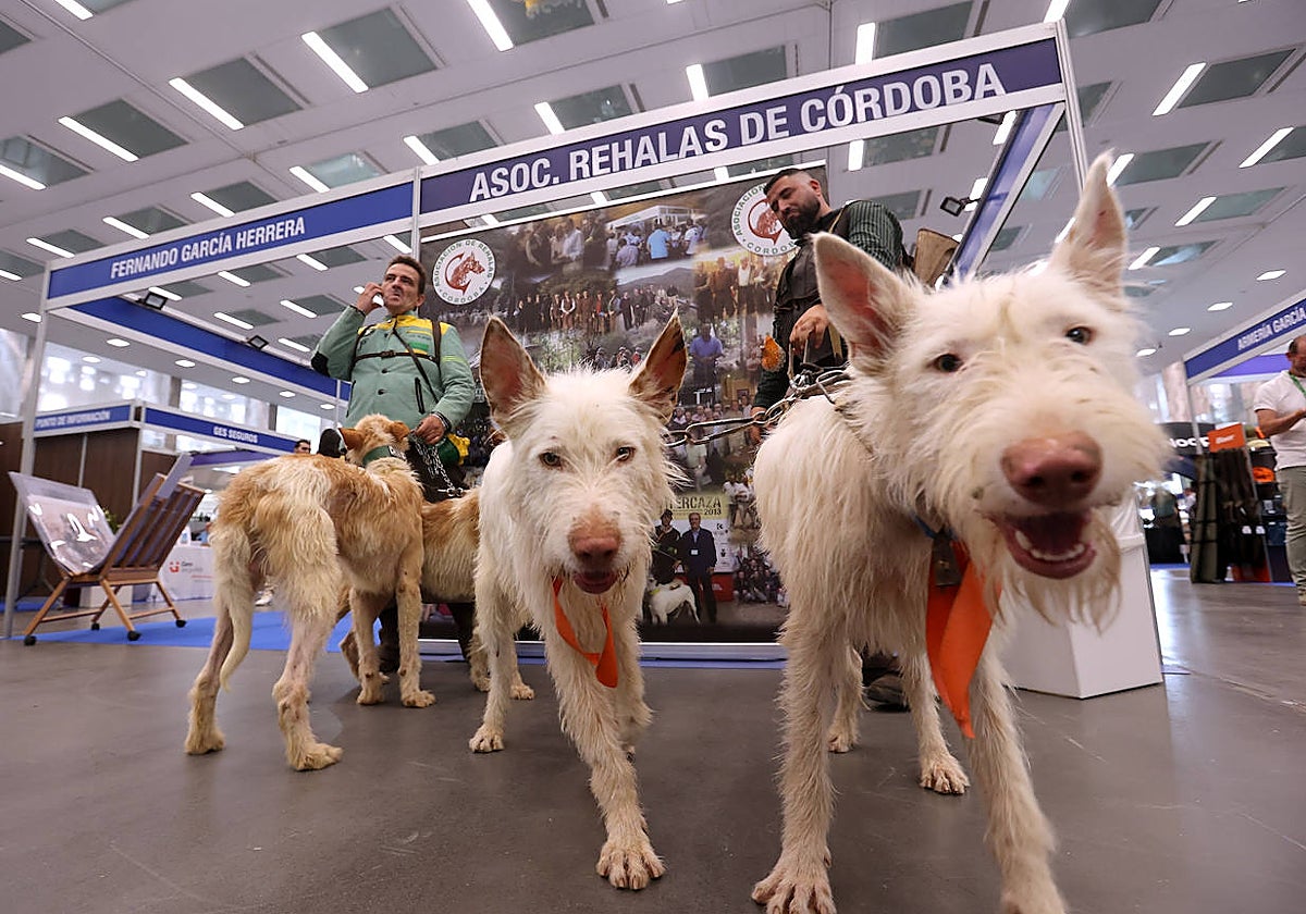 La inauguración de Intercaza en Córdoba, en imágenes