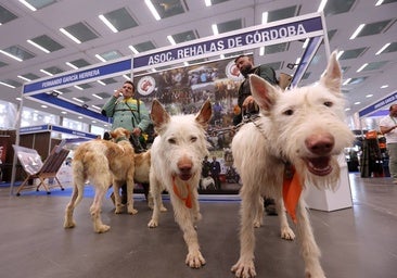 La inauguración de Intercaza de Córdoba, en imágenes