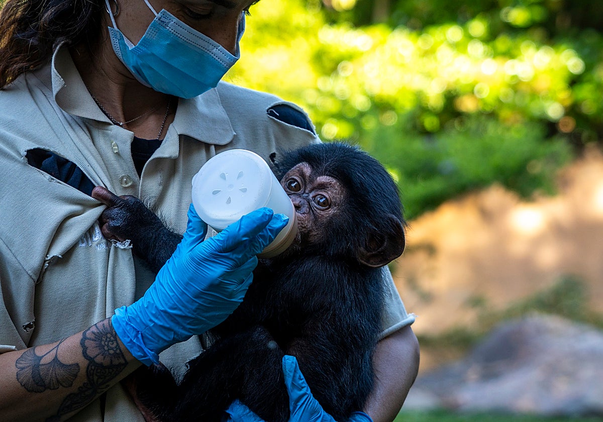 El chimpancé nacido en Bioparc Valencia prosigue con éxito la última fase de cuidado con contacto humano