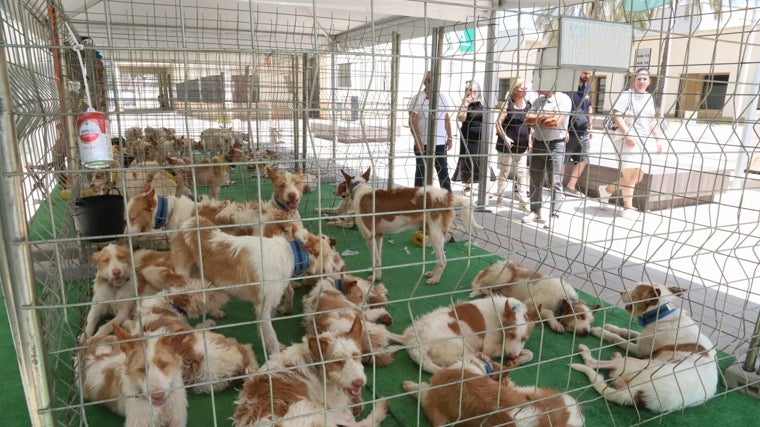 Rehala de perros de caza en las instalaciones del Centro de Ferias y Congresos de Córdoba