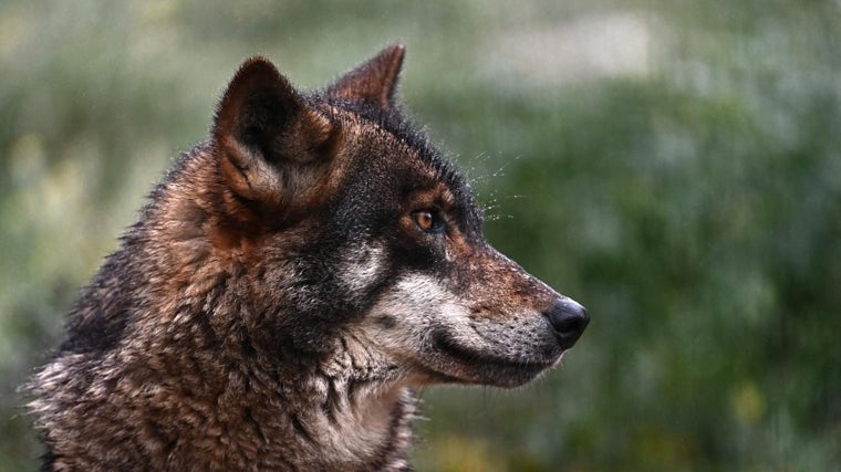 Un lobo, en una imagen de archivo