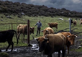 La Justicia frena de forma cautelar las batidas de lobos en Galicia