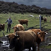 La Justicia frena de forma cautelar las batidas de lobos en Galicia