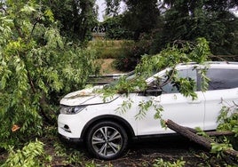 Un árbol cae sobre un coche que circulaba por la M-30 en el distrito de Salamanca
