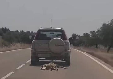 Investigan por maltrato animal a un conductor que arrastró varios kilómetros una oveja muerta en su coche