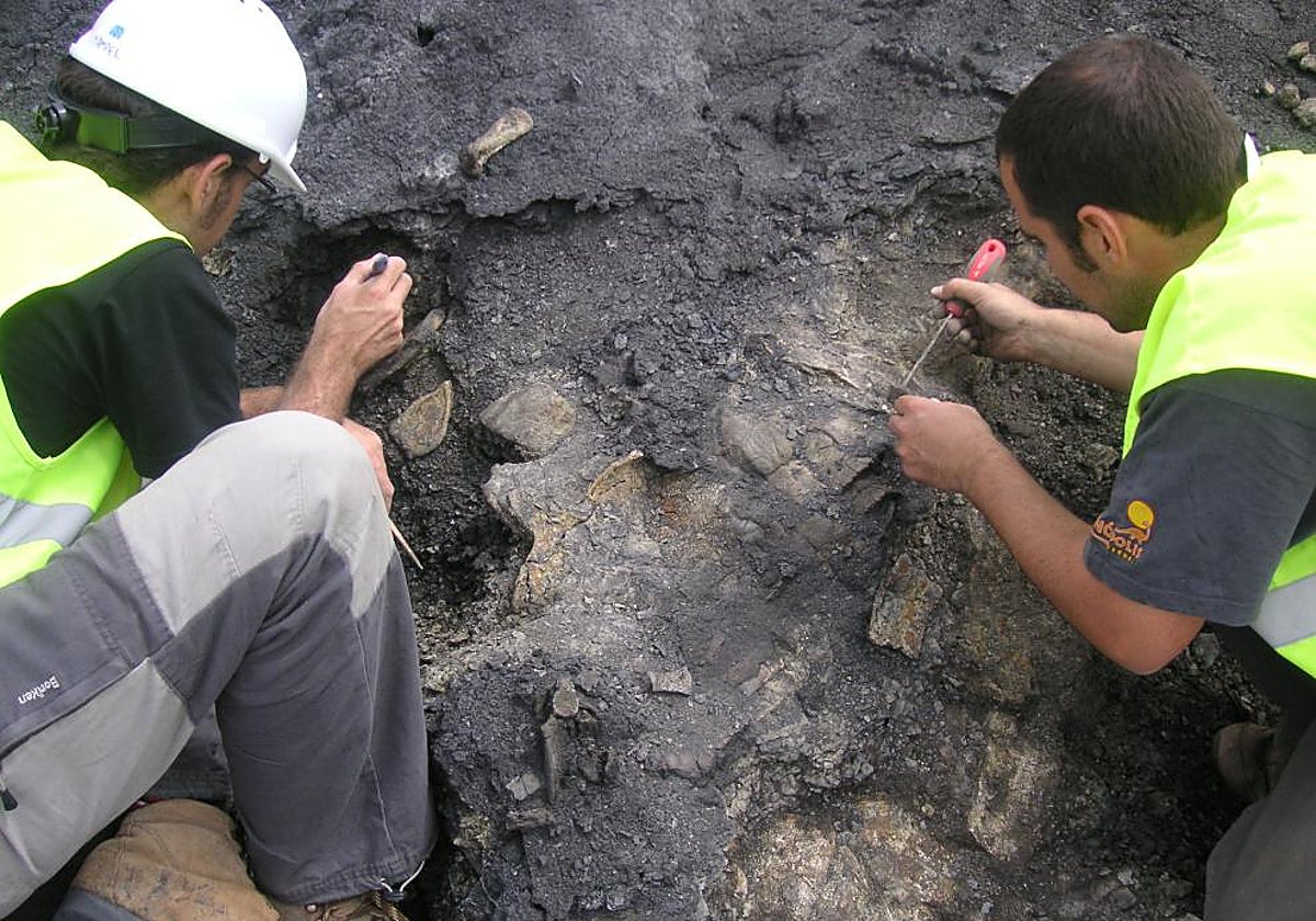 Los restos de la tortuga fueron hallados y excavados en la Mina Santa María de Ariño, en el municipio turolense de Ariño