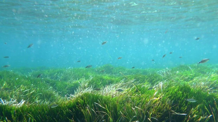 Imagen de una pradera de posidonia