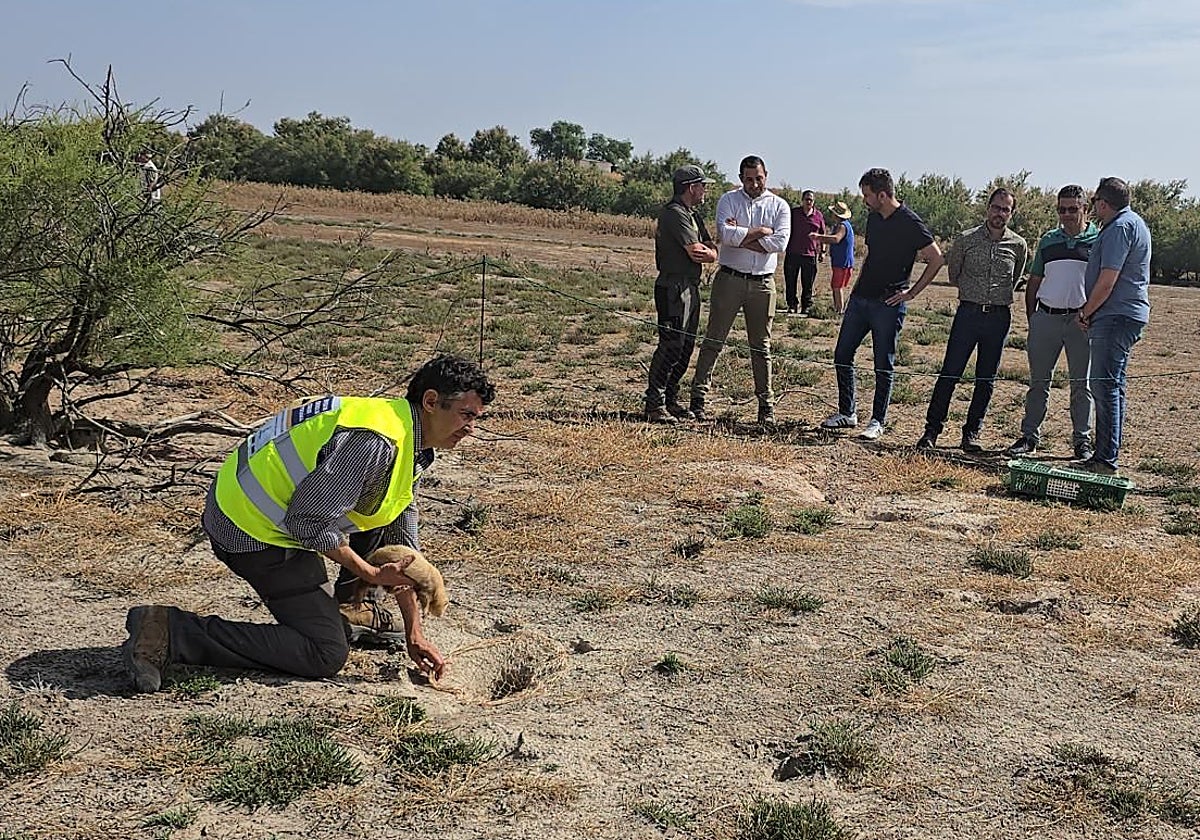 Castilla-La Mancha permitirá comercializar la carne de conejos capturados