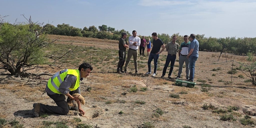 Castilla-La Mancha permitirá comercializar la carne de conejos capturados