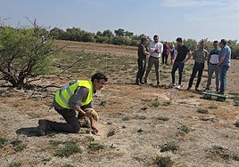Castilla-La Mancha permitirá comercializar la carne de conejos capturados
