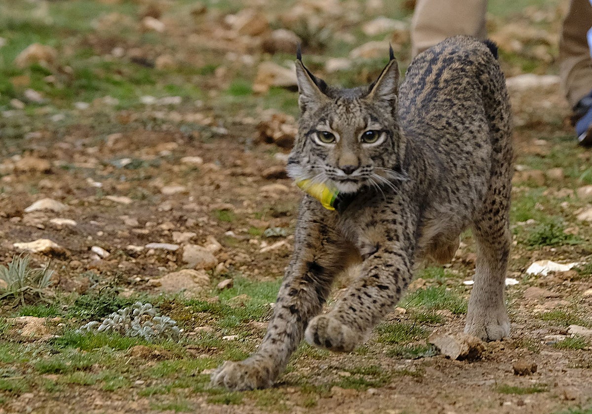 Suelta de un lince ibérico