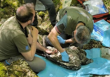 Moncayo, primer quebrantahuesos nacido en libertad en el Sistema Ibérico en un siglo