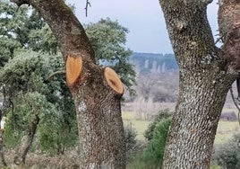 Investigados tres hombres por cortar madera de forma ilegal en fincas privadas y venderla más barata por Internet