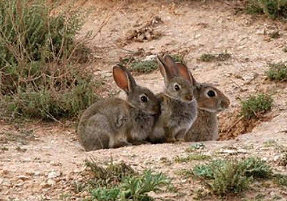 Asaja pide ampliar la caza del conejo a todo el año por las «graves pérdidas» que ocasiona al sector agrario