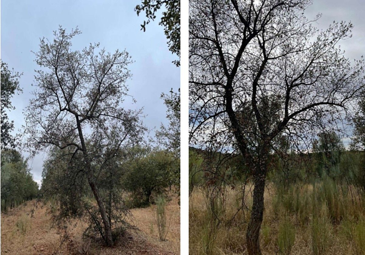 Encina afectada por la enfermedad de la seca