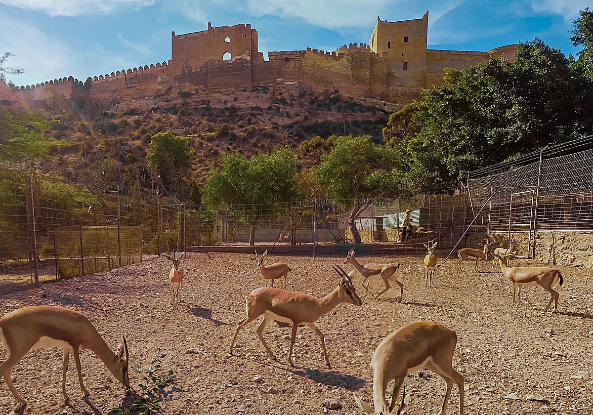 Especies de gacelas protegidas junto a la Alcazaba en Almería