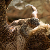 Una cría de perezoso de una semana enamora a Tenerife como nuevo 'inquilino' de Loro Parque
