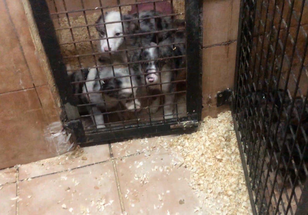 Perros hacinados en una vivienda en una imagen de archivo