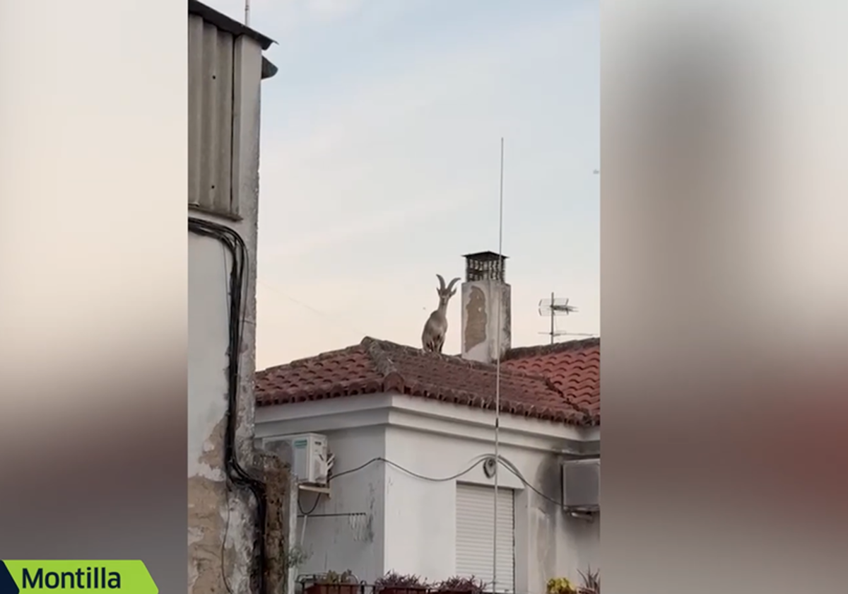 Una de las cabras montesas que han aparecido en Montilla, sobre un tejado