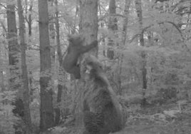Imagen extraída de un vídeo de las cámaras de fototrampeo en la que se ve a Claverina y a su osezno