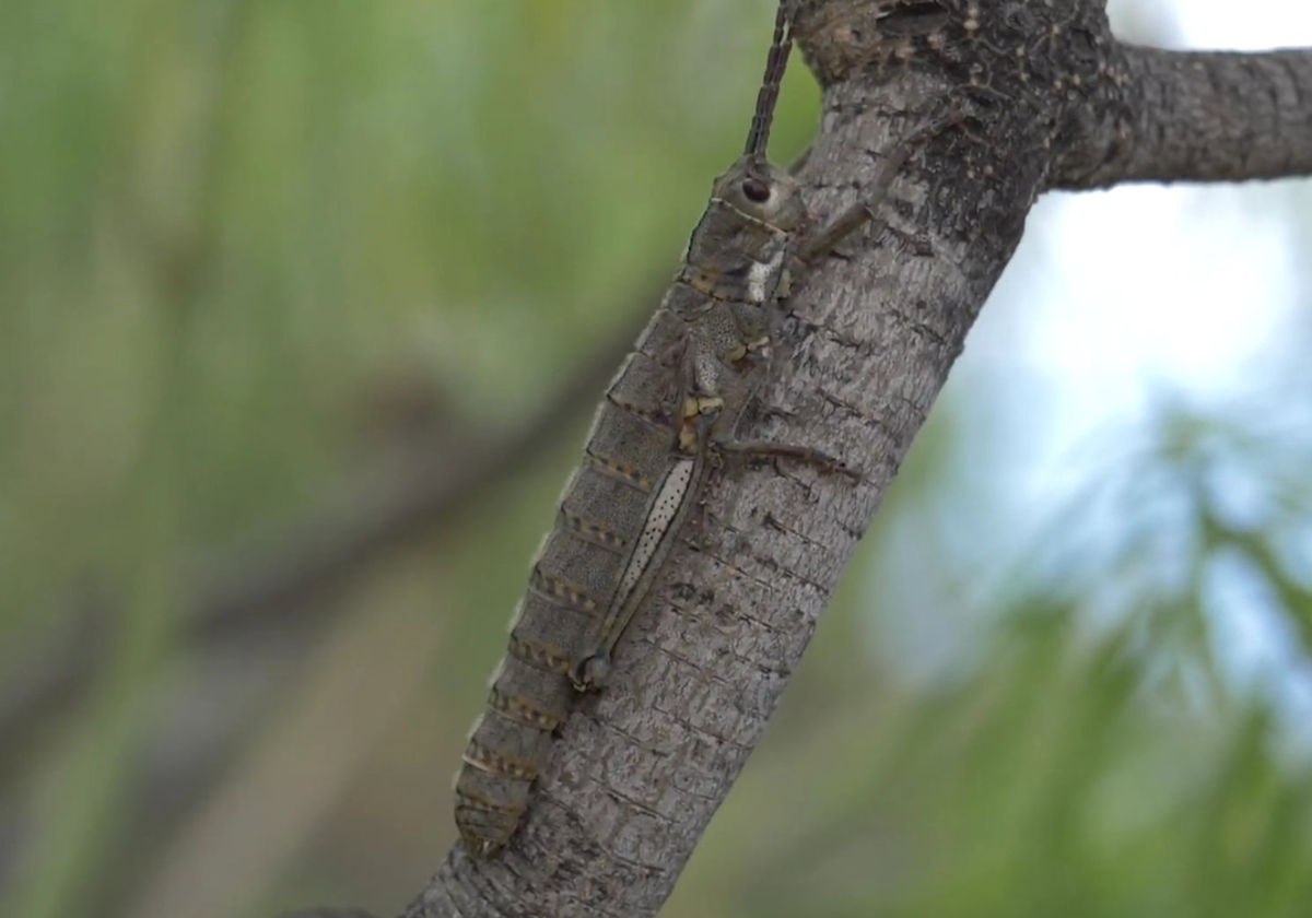 Cigarrón palo palmero (Acrostira euphorbiae)