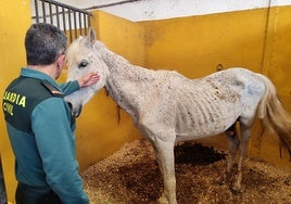 Hallan siete caballos en estado avanzado de desnutrición y abandono en Valencia