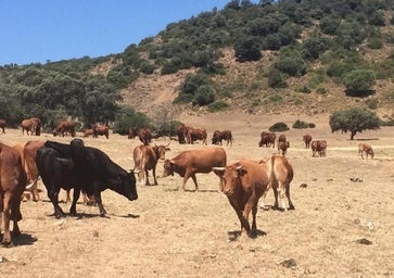 Los ganaderos afrontan el mejor verano en años al tener más agua y reducir sus costes