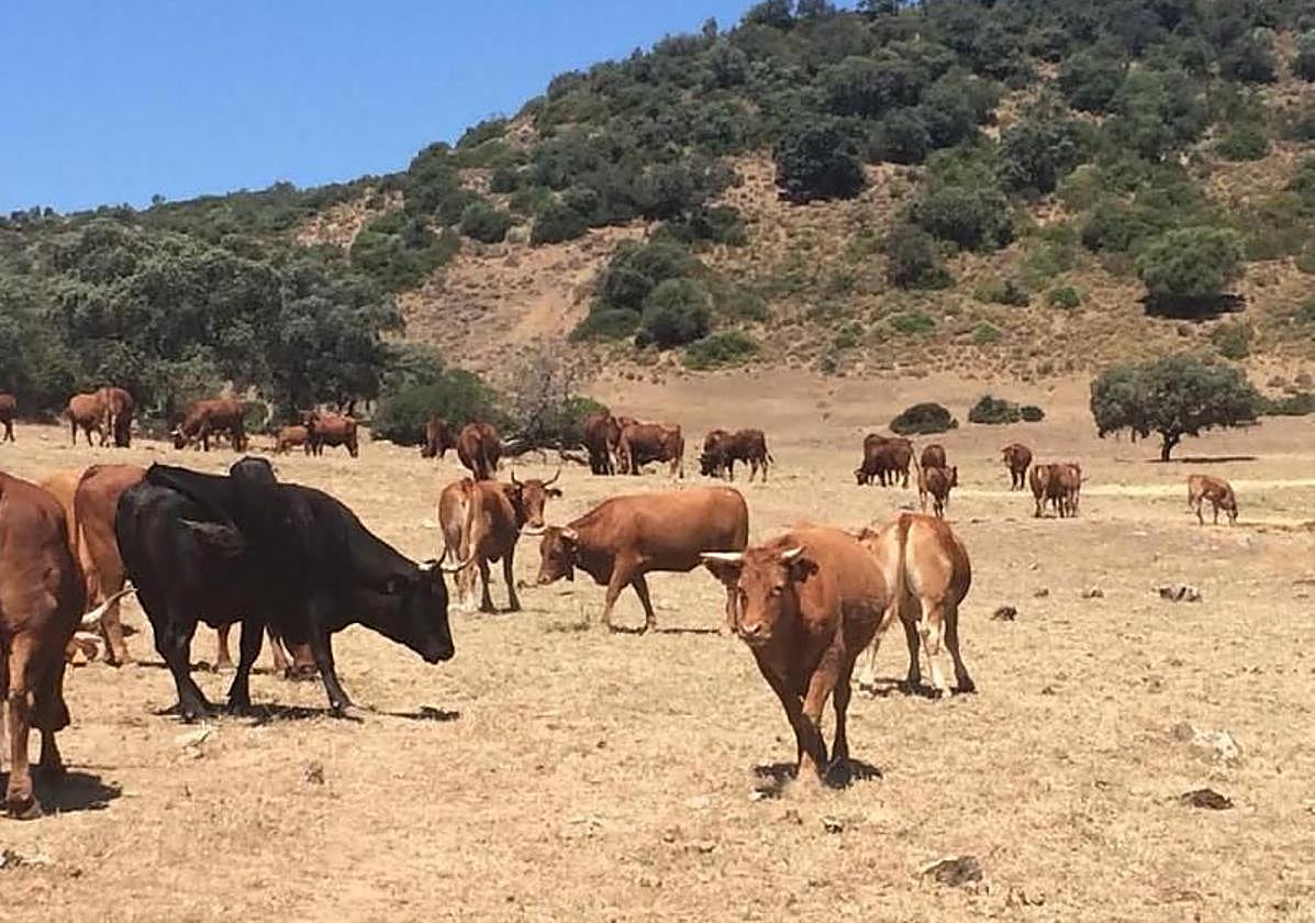 Explotación de vacuno