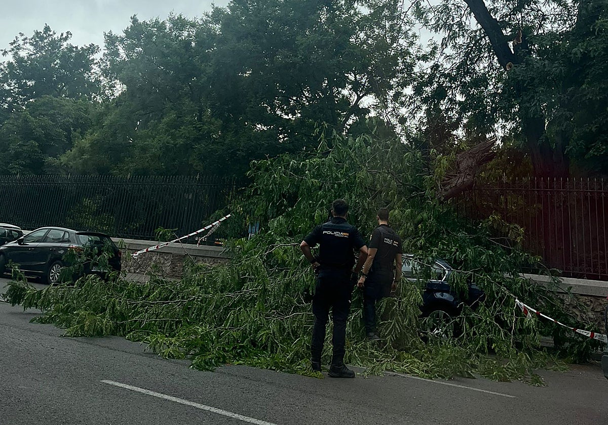 El árbol desplomado en El Retiro