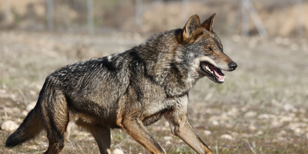 El lobo pierde la estricta protección en la UE y se abre la puerta a su caza también al sur del Duero