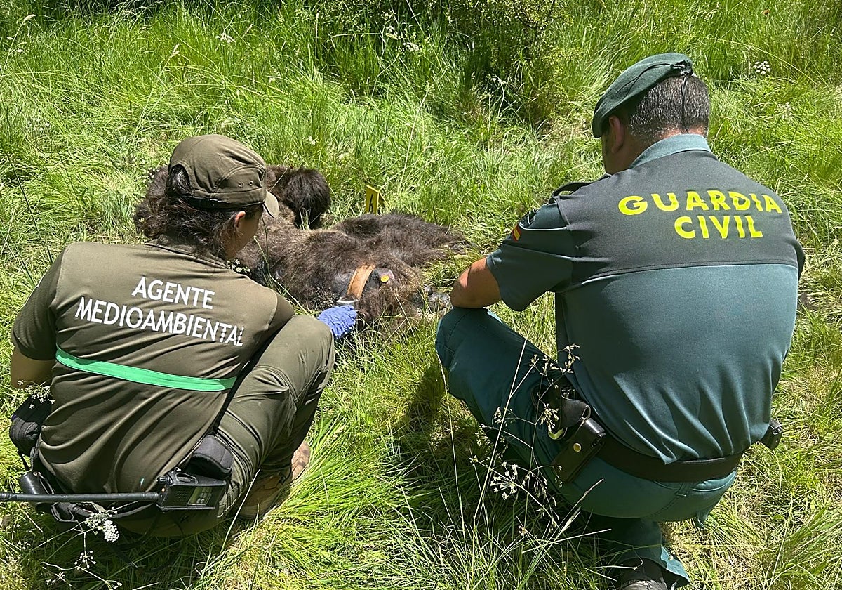 Un agente medioambiental y un guardia civil, junto al ejemplar de oso hallado muerto