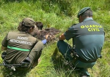 Localizan muerto un ejemplar de oso pardo en la Montaña Palentina