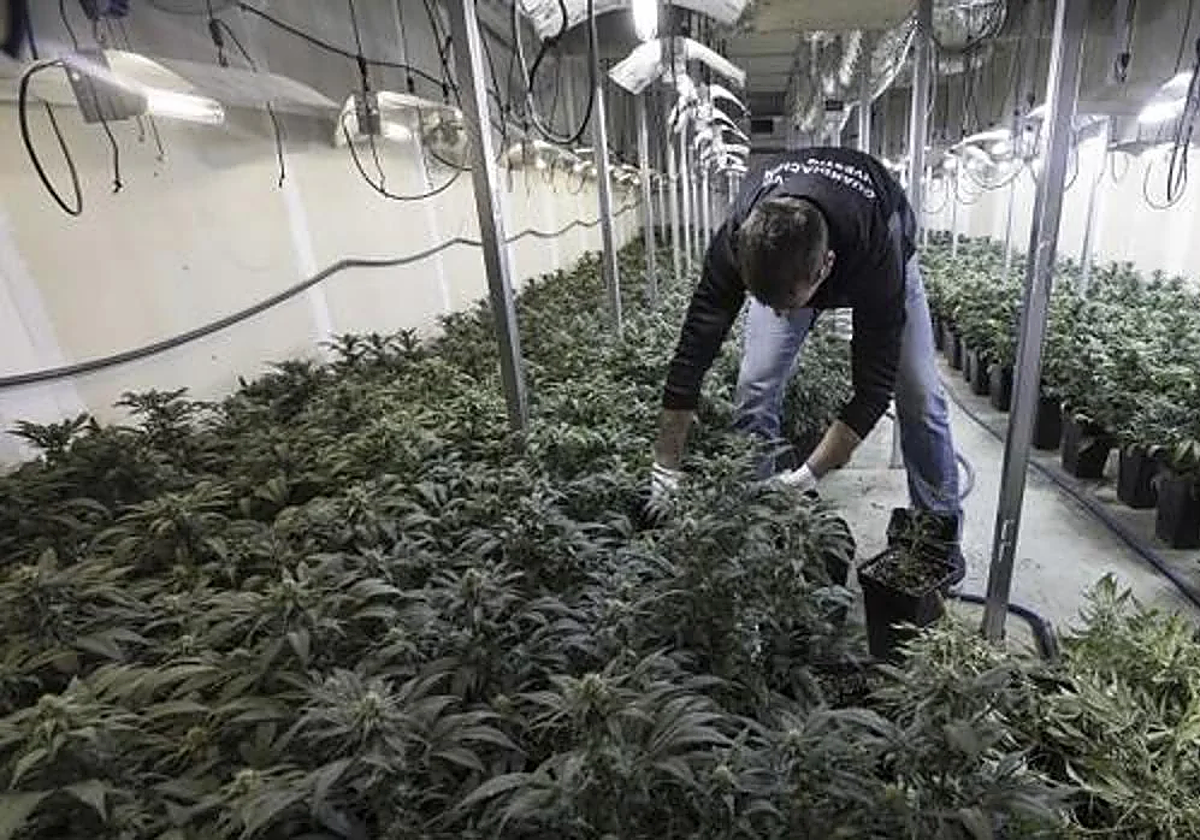Imagen de archivo de una operación de la Guardia Civil contra la marihuana en Granada