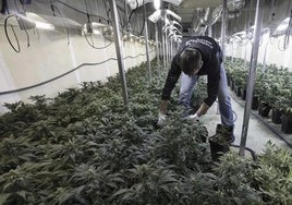 La Guardia Civil se incauta de más de 7.000 plantas de marihuana en dos pueblos de Granada