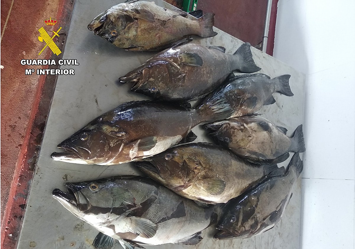 Pescado capturado por los furtivos en la reserva de la isla de Tabarca, intervenido en Cartagena