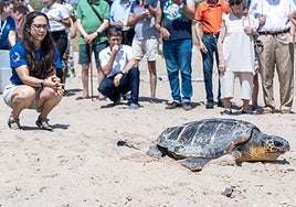 Más de 80 municipios costeros españoles se unen este verano para salvar tortugas marinas