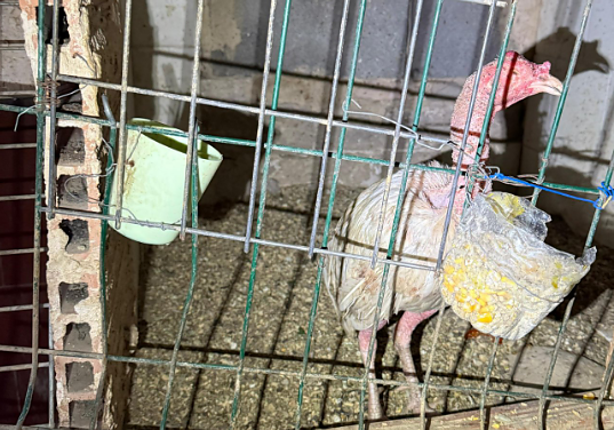 Imagen de uno de los gallos de pelea recuperados en un criadero de Valencia