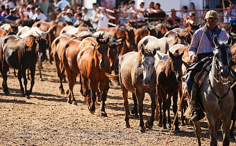 Imagen principal - Doñana revive la ancestral &#039;Saca de Yeguas&#039;, un rito que une tradición, cultura y turismo