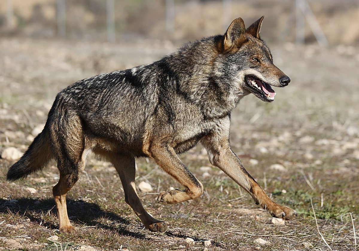 El nuevo censo del lobo contabiliza un aumento de 36 manadas, pero el Gobierno insiste en que su situación es «desfavorable»