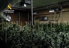 Golpe al narcotráfico en Córdoba: Guardia Civil desmantela plantación de marihuana en Monturque