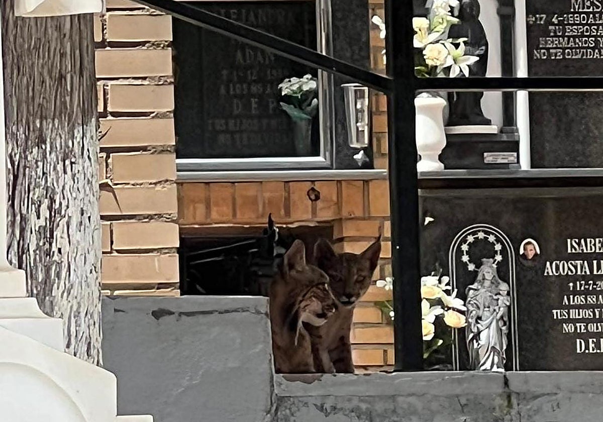 Familia de linces en el cementerio de Espeluy