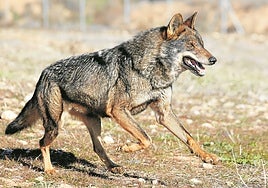 Rechazo a las «manipulaciones» del Gobierno pese a la «sangría» del lobo