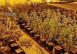 Cuatro detenidos en dos pueblos de Toledo a los que incautan más de 700 plantas de cannabis