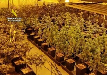 Cuatro detenidos en dos pueblos de Toledo a los que incautan más de 700 plantas de cannabis