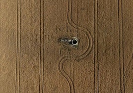 Las plagas acaban con la subida de la cosecha de cereal prevista en la provincia de Córdoba