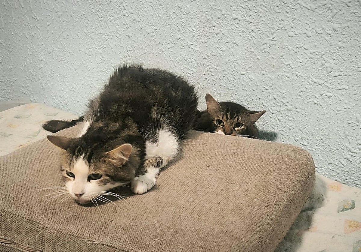Imagen de dos de los gatos encontrados en la casa