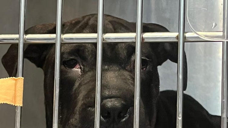 Ikram, el cachorro sin papeles que cruzó el Mediterráneo desde Argelia en patera hasta Ibiza