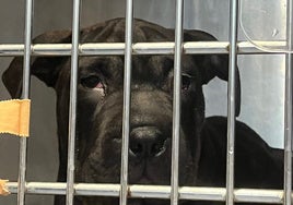 Ikram, el cachorro sin papeles que cruzó el Mediterráneo desde Argelia en patera hasta Ibiza