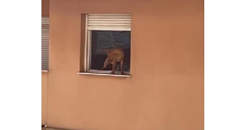 Un perro de uno de los okupas sobre una repisa